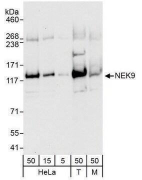 Rabbit anti-NEK9 Antibody, Affinity Purified Powered by Bethyl Laboratories, Inc.