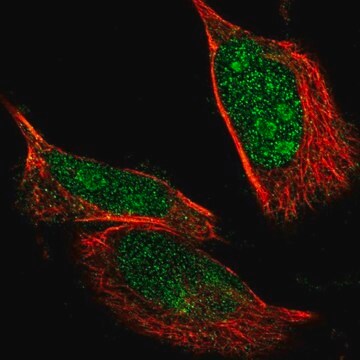 Anti-NLK antibody produced in rabbit Prestige Antibodies&#174; Powered by Atlas Antibodies, affinity isolated antibody, buffered aqueous glycerol solution