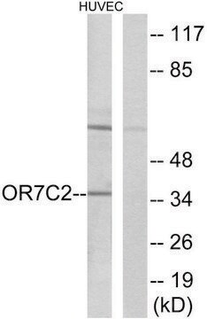 Anti-OR7C2 antibody produced in rabbit affinity isolated antibody