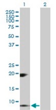 Anti-RETN antibody produced in rabbit purified immunoglobulin, buffered aqueous solution