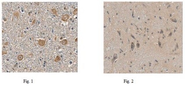 Anti-Neuroleukin/GPI Antibody, clone 10C2.1 clone 10C2.1, from mouse