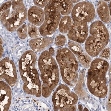 Anti-SH3YL1 antibody produced in rabbit Prestige Antibodies&#174; Powered by Atlas Antibodies, affinity isolated antibody, buffered aqueous glycerol solution