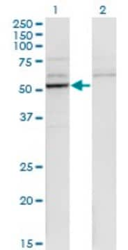 Monoclonal Anti-CYP26B1 antibody produced in mouse clone 1H6, purified immunoglobulin, buffered aqueous solution