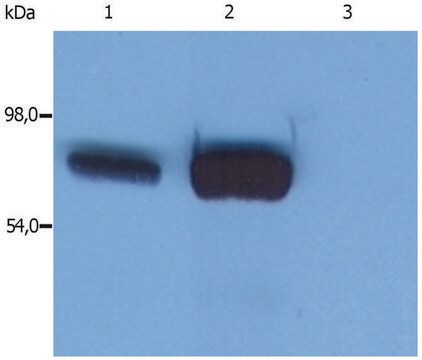 Monoclonal Anti-SLP76 antibody produced in mouse clone SLP-76/03