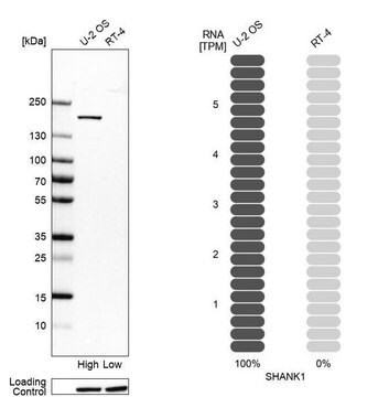 Anti-SHANK1 antibody produced in rabbit Prestige Antibodies&#174; Powered by Atlas Antibodies, affinity isolated antibody, buffered aqueous glycerol solution