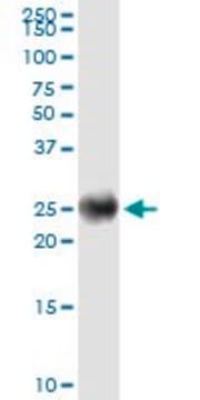 Monoclonal Anti-IGKC antibody produced in mouse clone 1F6, purified immunoglobulin, buffered aqueous solution