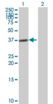 Anti-ADH4 antibody produced in mouse purified immunoglobulin, buffered aqueous solution