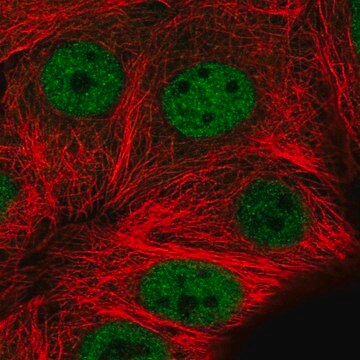 Anti-MMS19 antibody produced in rabbit Prestige Antibodies&#174; Powered by Atlas Antibodies, affinity isolated antibody