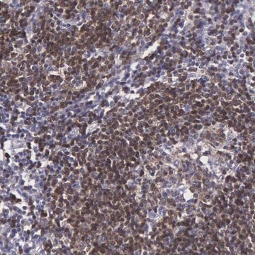 Anti-MICAL3 antibody produced in rabbit Prestige Antibodies&#174; Powered by Atlas Antibodies, affinity isolated antibody, buffered aqueous glycerol solution