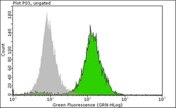 Anticorps anti-noyau, clone&nbsp;3E1.3 clone 3E1.3, Chemicon&#174;, from mouse