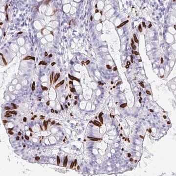 Anti-NANOGNB antibody produced in rabbit Prestige Antibodies&#174; Powered by Atlas Antibodies, affinity isolated antibody, buffered aqueous glycerol solution