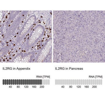 Anti-IL2RG antibody produced in rabbit Prestige Antibodies&#174; Powered by Atlas Antibodies, affinity isolated antibody, buffered aqueous glycerol solution