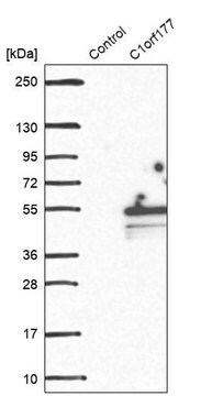 Anti-LEXM antibody produced in rabbit Prestige Antibodies&#174; Powered by Atlas Antibodies, affinity isolated antibody, buffered aqueous glycerol solution