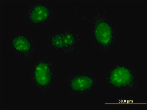 Anti-RP13-383K5.1 antibody produced in mouse purified immunoglobulin, buffered aqueous solution