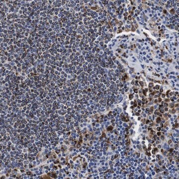 Anti-HLA-DMB antibody produced in rabbit Prestige Antibodies&#174; Powered by Atlas Antibodies, affinity isolated antibody, buffered aqueous glycerol solution