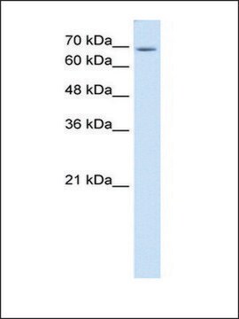 Anti-USP48 (AB1) antibody produced in rabbit affinity isolated antibody