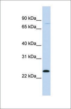 Anti-MX1 antibody produced in rabbit affinity isolated antibody