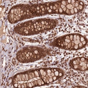 Anti-ZBTB12 antibody produced in rabbit Prestige Antibodies&#174; Powered by Atlas Antibodies, affinity isolated antibody, buffered aqueous glycerol solution