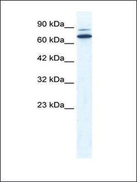 Anti-ZNF57 antibody produced in rabbit affinity isolated antibody