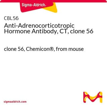 Anti-Adrenocorticotropic Hormone Antibody, CT, clone 56 clone 56, Chemicon&#174;, from mouse