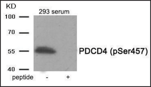 Anti-phospho-PDCD4 (pSer457) antibody produced in rabbit affinity isolated antibody