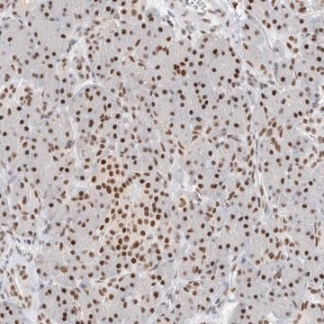 Anti-COPS7A antibody produced in rabbit Prestige Antibodies&#174; Powered by Atlas Antibodies, affinity isolated antibody, buffered aqueous glycerol solution