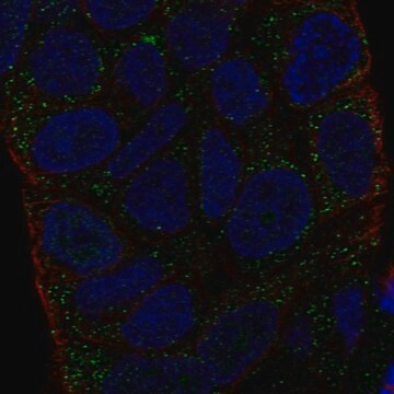 Anti-HLA-DMA antibody produced in rabbit Prestige Antibodies&#174; Powered by Atlas Antibodies, affinity isolated antibody