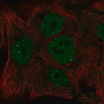 Anti-INO80 antibody produced in rabbit Prestige Antibodies&#174; Powered by Atlas Antibodies, affinity isolated antibody