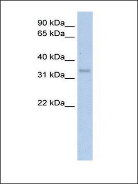 Anti-CA4 (AB2) antibody produced in rabbit IgG fraction of antiserum