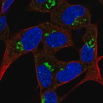 Anti-FAM228B antibody produced in rabbit Prestige Antibodies&#174; Powered by Atlas Antibodies, affinity isolated antibody