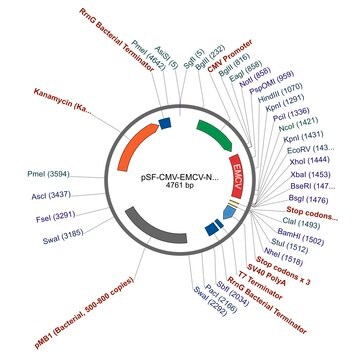 PSF-CMV-EMCV - CMV IRES PLASMID plasmid vector for molecular cloning