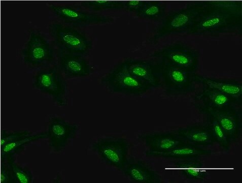 Monoclonal Anti-MBD5 antibody produced in mouse clone 4A12-1B6, purified immunoglobulin, buffered aqueous solution