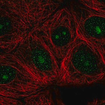 Anti-Wdr46 Antibody Produced In Rabbit Prestige Antibodies&#174; Powered by Atlas Antibodies, affinity isolated antibody, buffered aqueous glycerol solution