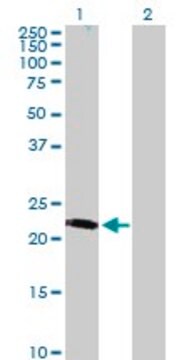 Anti-LRRC29 antibody produced in mouse purified immunoglobulin, buffered aqueous solution