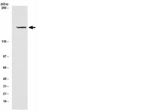 Anti-IRS1 Antibody, clone AW58, rabbit monoclonal culture supernatant, clone AW58, Upstate&#174;