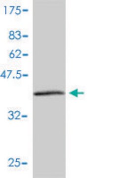 Monoclonal Anti-NME2 antibody produced in mouse clone 4B7-3F12, purified immunoglobulin, buffered aqueous solution