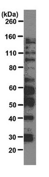 Anticorps anti-protéines&nbsp;SR, clone&nbsp;16H3 clone 16H3, from mouse