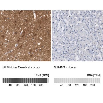 Anti-STMN3 antibody produced in rabbit Prestige Antibodies&#174; Powered by Atlas Antibodies, affinity isolated antibody, buffered aqueous glycerol solution