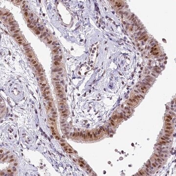 Anti-MRPL54 antibody produced in rabbit Prestige Antibodies&#174; Powered by Atlas Antibodies, affinity isolated antibody, buffered aqueous glycerol solution