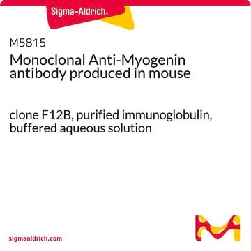 Monoclonal Anti-Myogenin antibody produced in mouse clone F12B, purified immunoglobulin, buffered aqueous solution