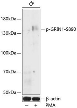 Anti-Phospho-GRIN1-S890 antibody produced in rabbit