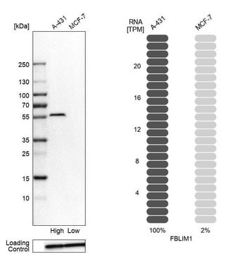 Anti-FBLIM1 antibody produced in rabbit Prestige Antibodies&#174; Powered by Atlas Antibodies, affinity isolated antibody, buffered aqueous glycerol solution