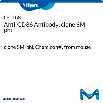 Anticuerpo anti-CD36, clon SM-phi clone SM-phi, Chemicon&#174;, from mouse