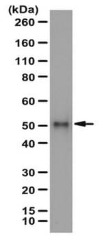 Anti-SPTLC1-Antikörper serum, from rabbit