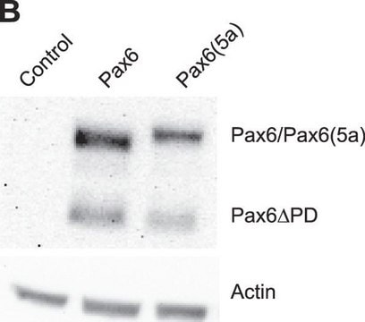 Anticorpo anti-PAX6 from rabbit, purified by affinity chromatography