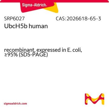 UbcH5b human recombinant, expressed in E. coli, &#8805;95% (SDS-PAGE)