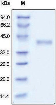 R spondin-1 human recombinant, expressed in HEK 293 cells, &#8805;98% (SDS-PAGE)