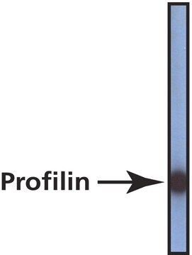 Monoclonal Anti-Profilin antibody produced in mouse ~2&#160;mg/mL, clone 2B8 (MAbPRF45a), purified immunoglobulin, buffered aqueous solution