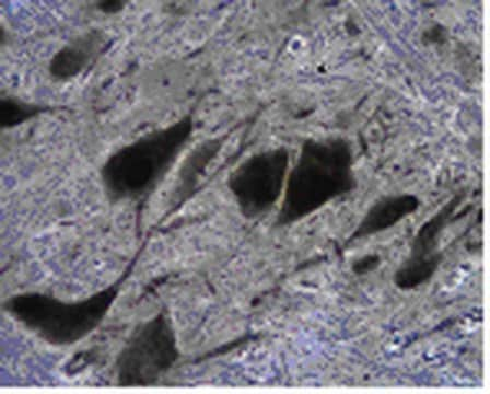 Anticorps anti-tryptophane hydroxylase&nbsp;2 from rabbit, purified by affinity chromatography