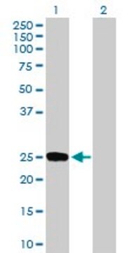 Anti-DUSP19 antibody produced in mouse purified immunoglobulin, buffered aqueous solution